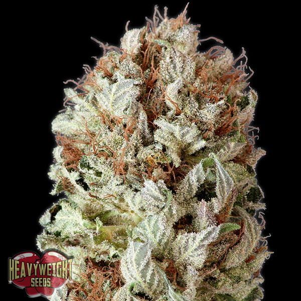 Semillas feminizadas Auto Extreme Impact de Heavyweight Seeds para cultivo automático