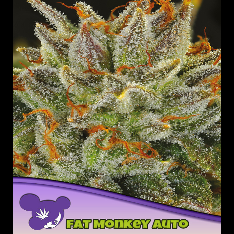 Planta Auto-FAT Monkey 3 unidades feminizadas para cultivo en interior y exterior