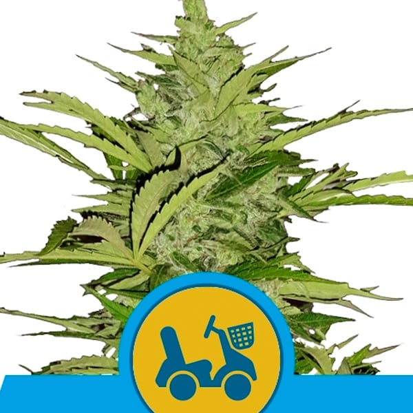 semilla feminizada Auto Fast Eddy CBD de Royal Queen para cultivo de cannabis