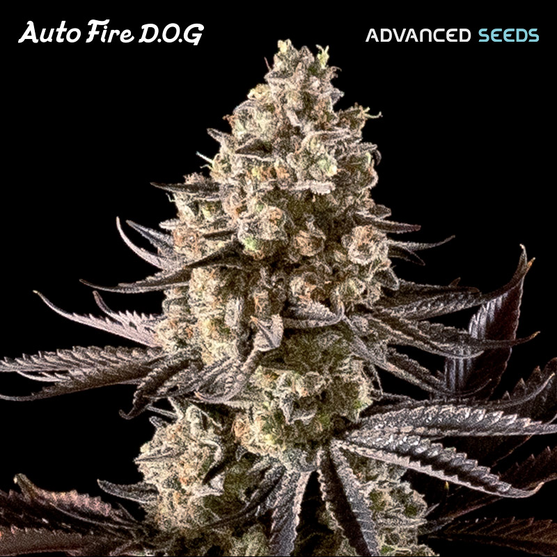 planta autofloreciente Auto Fire DOG 1 fem de Advanced Seeds