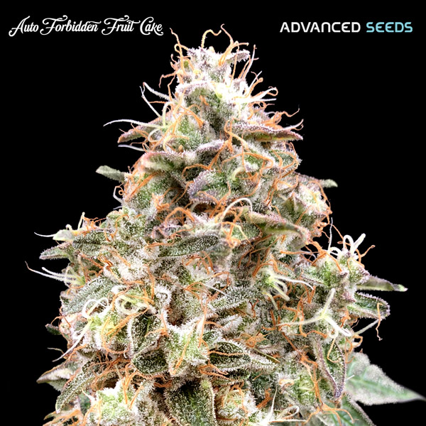 planta autofloreciente Auto Forbidden Fruit Cake de Advanced Seeds en maceta
