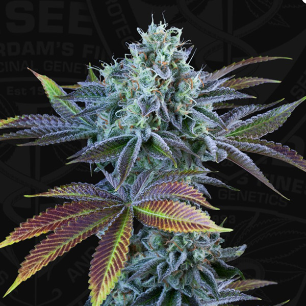 semillas feminizadas Auto French Cookies de TH Seeds para cultivo automático