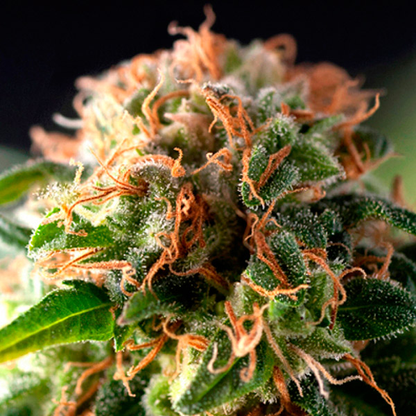 Auto-Fresh-Candy-1-u-blister-x-12-u-fem-Pyramid-Seeds