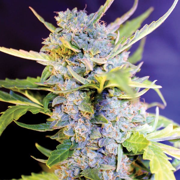 Semillas autoflorecientes Auto Fro-Yo de G13 Labs para cultivo