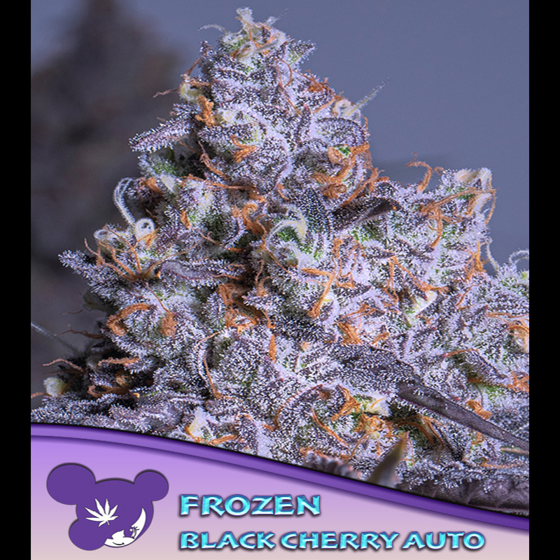Semillas feminizadas Auto Frozen Black Cherry de Anesia para cultivo automático