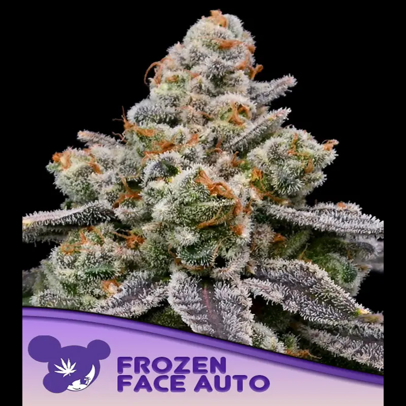 Imagen de Auto Frozen Face 3 semillas feminizadas de Anesia, planta autofloreciente de cannabis
