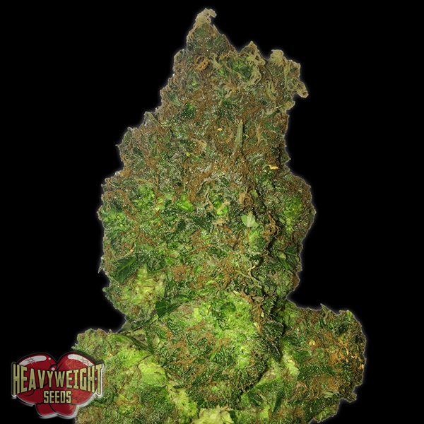Semillas feminizadas Auto Fruit Punch de Heavyweight Seeds para cultivo automático