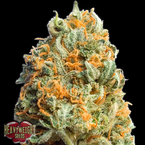 semillas feminizadas Auto Fully Loaded de Heavyweight Seeds para cultivo automático