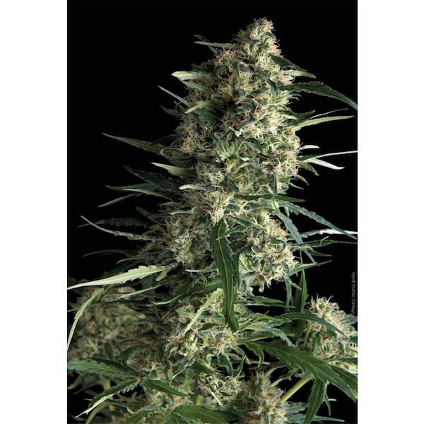 Blíster de 12 semillas feminizadas Auto Galaxy de Pyramid Seeds para cultivo