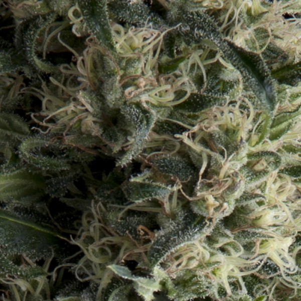 Tres plantas Auto Galaxy feminizadas de Pyramid Seeds para cultivo automático