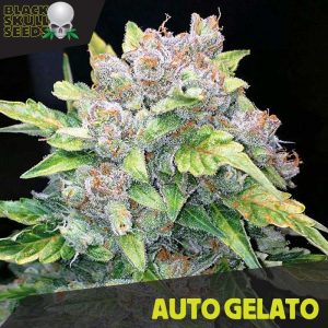 Semillas feminizadas Auto Gelato de Black Skull Seeds para cultivo automático
