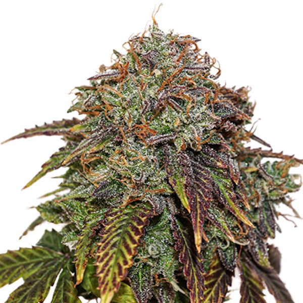Semilla feminizada Auto Gelato 41 de Seedstockers para cultivo en exterior e interior