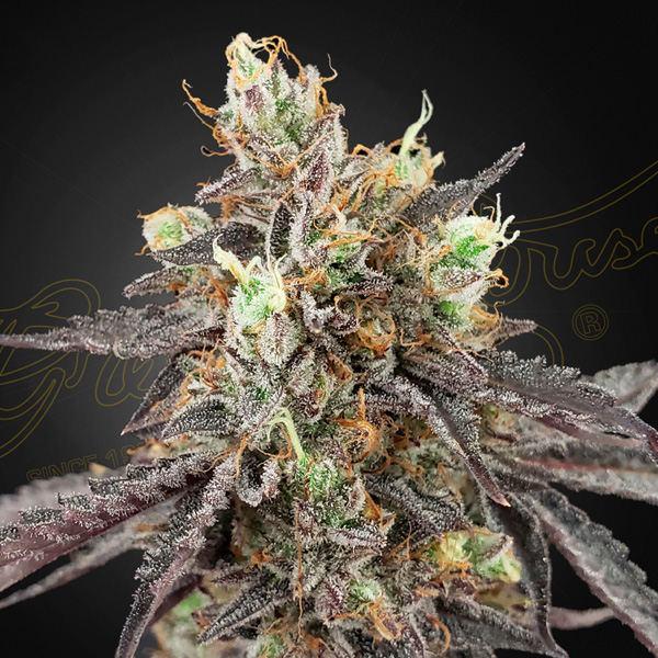 semilla feminizada Auto Gelato 41 de Green House para cultivo