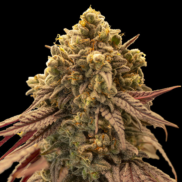 Tres semillas feminizadas Auto Gelato Mint para cultivo de cannabis