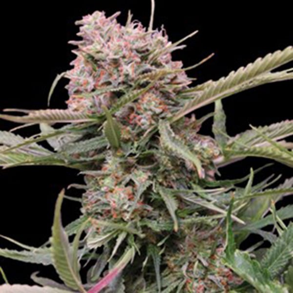 Semillas autoflorecientes Auto Gigabud de G13 Labs para cultivo