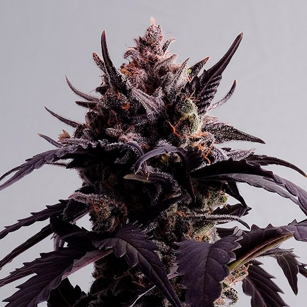 Semilla feminizada Auto Ginger Punch de Kannabia Seeds para cultivo automático