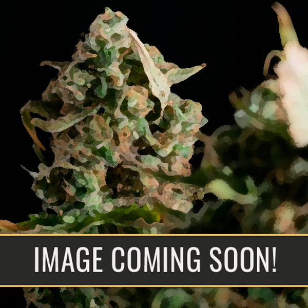 Auto Girl Scout Cookies Blimburn Seeds