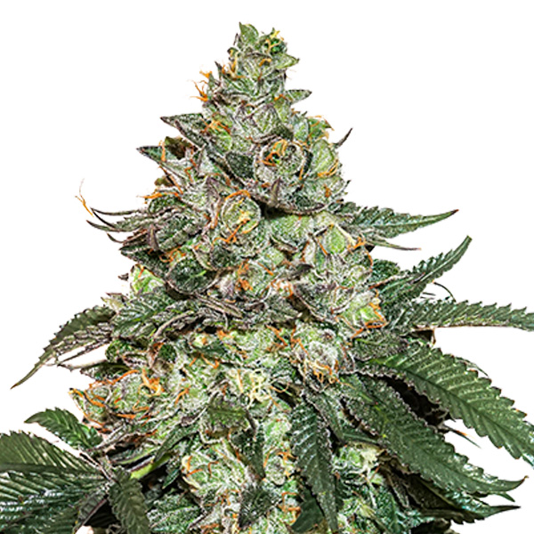 semilla feminizada Auto Girl Scout Cookies de Seedstockers para cultivo automático