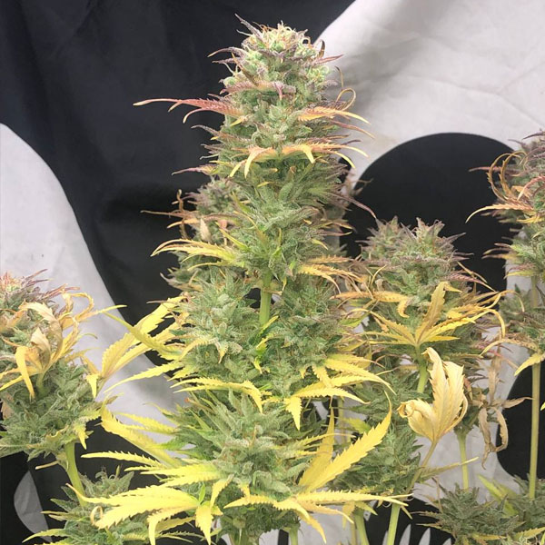 semilla autofloreciente Auto Girl Scout Kush Pure Instinto para cultivo