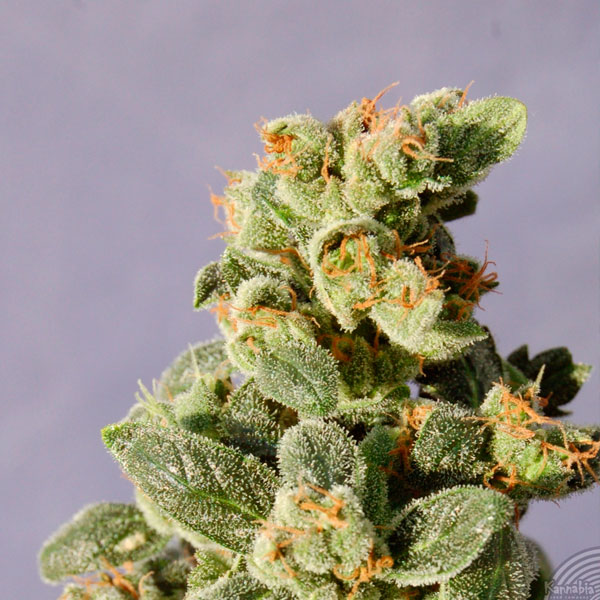 semillas feminizadas Auto-Gnomo de Kannabia Seeds para cultivo automático