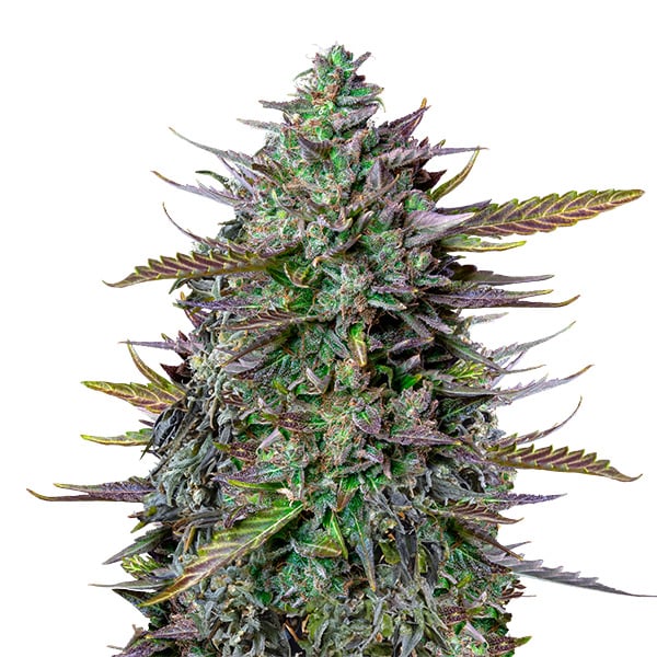 Planta Auto Goatlato 1 unidad feminizada Royal Queen x Tyson para cultivo interior y exterior