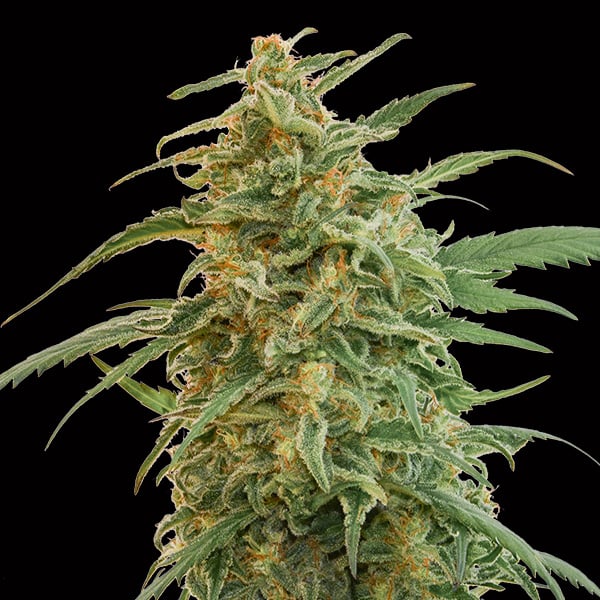 semillas feminizadas Auto Gorilla para cultivo de cannabis