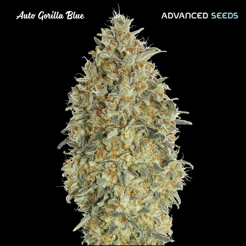 planta Auto Gorilla Blue 1 unidad feminizada Advanced Seeds