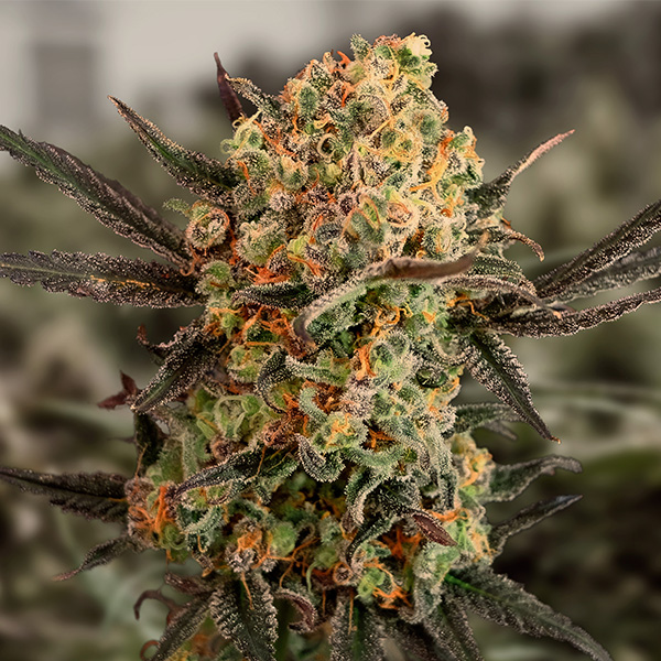 semilla autofloreciente Auto Gorilla Cookies High Speed Buds