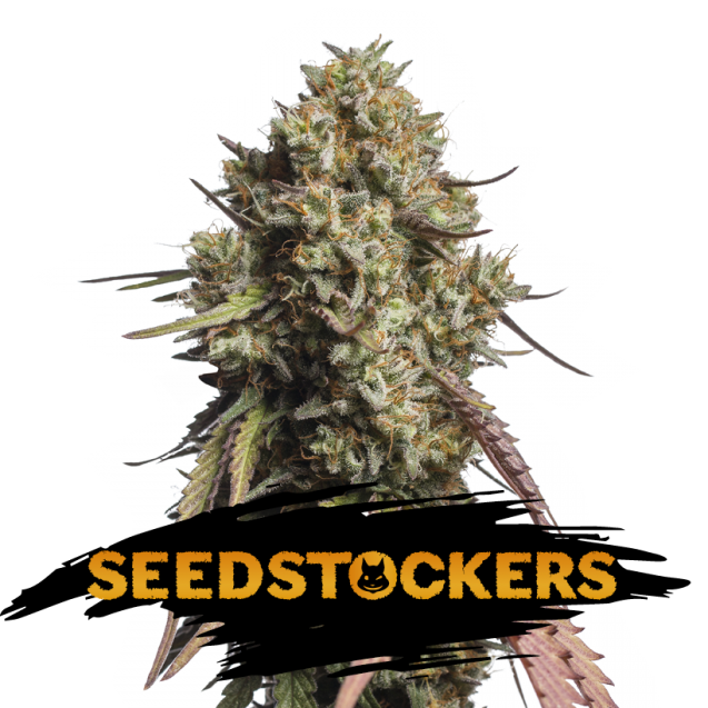Semilla feminizada Auto Gorilla Cookies de Seedstockers para cultivo automático
