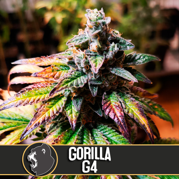 Auto Gorilla G4 Blimburn Seeds
