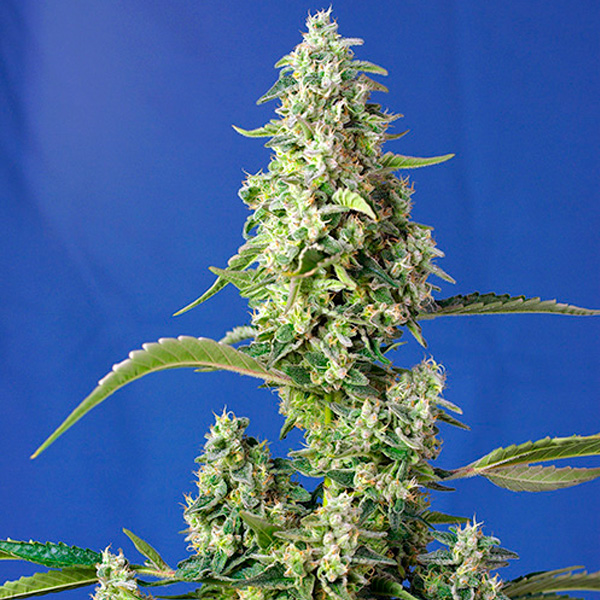 planta Auto Gorilla Girl XL 31 unidades feminizadas Sweet Seeds
