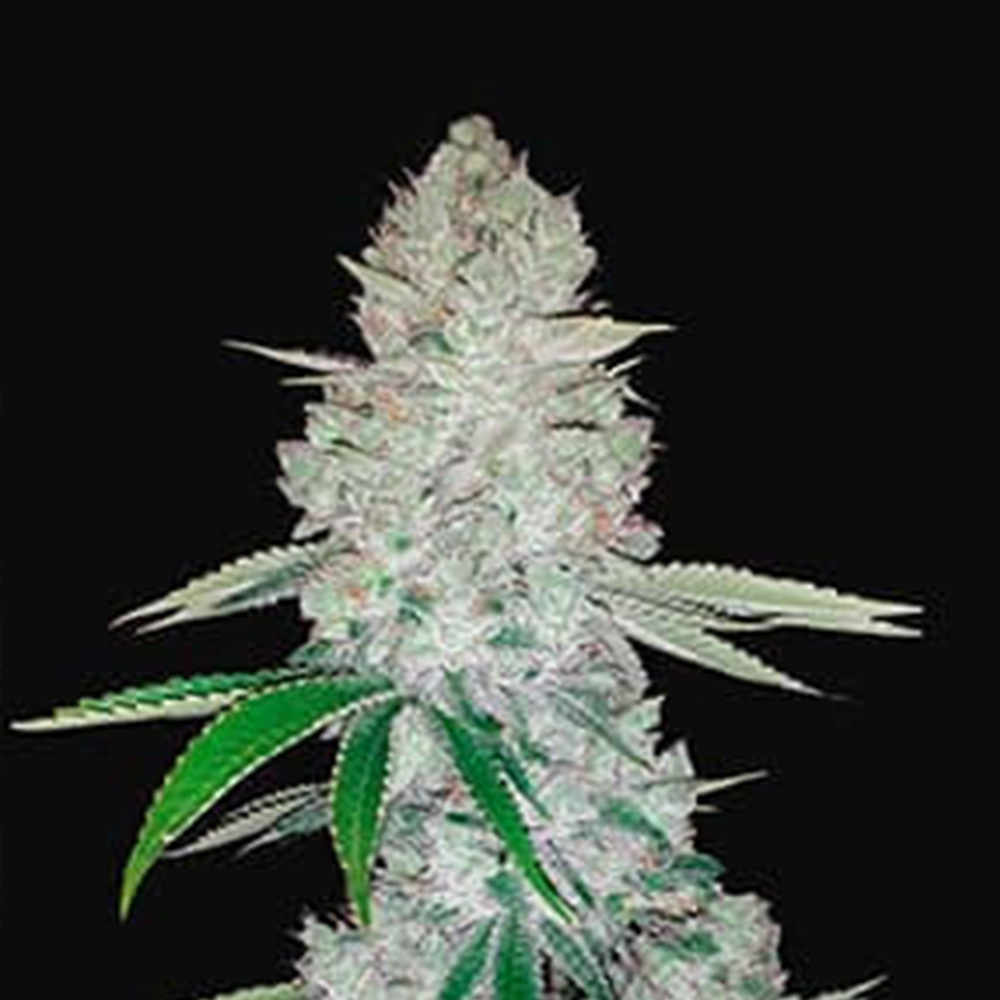 Planta Auto Gorilla Glue 3 feminizada para cultivo en interior y exterior