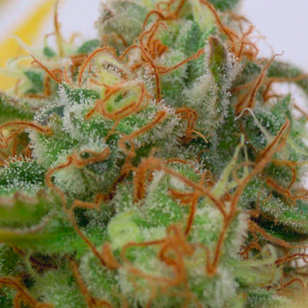 Planta Auto Gorilla Glue 4 variedad autofloreciente para cultivo en exterior e interior