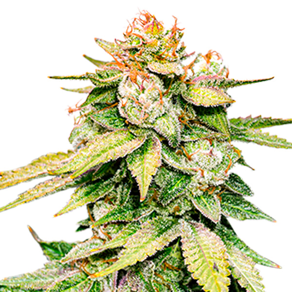 Semilla feminizada Auto Gorilla Glue de Seedstockers para cultivo automático