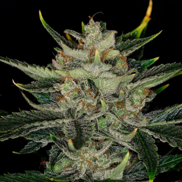 Semilla feminizada Auto Gorilla King de Kannabia Seeds para cultivo automático