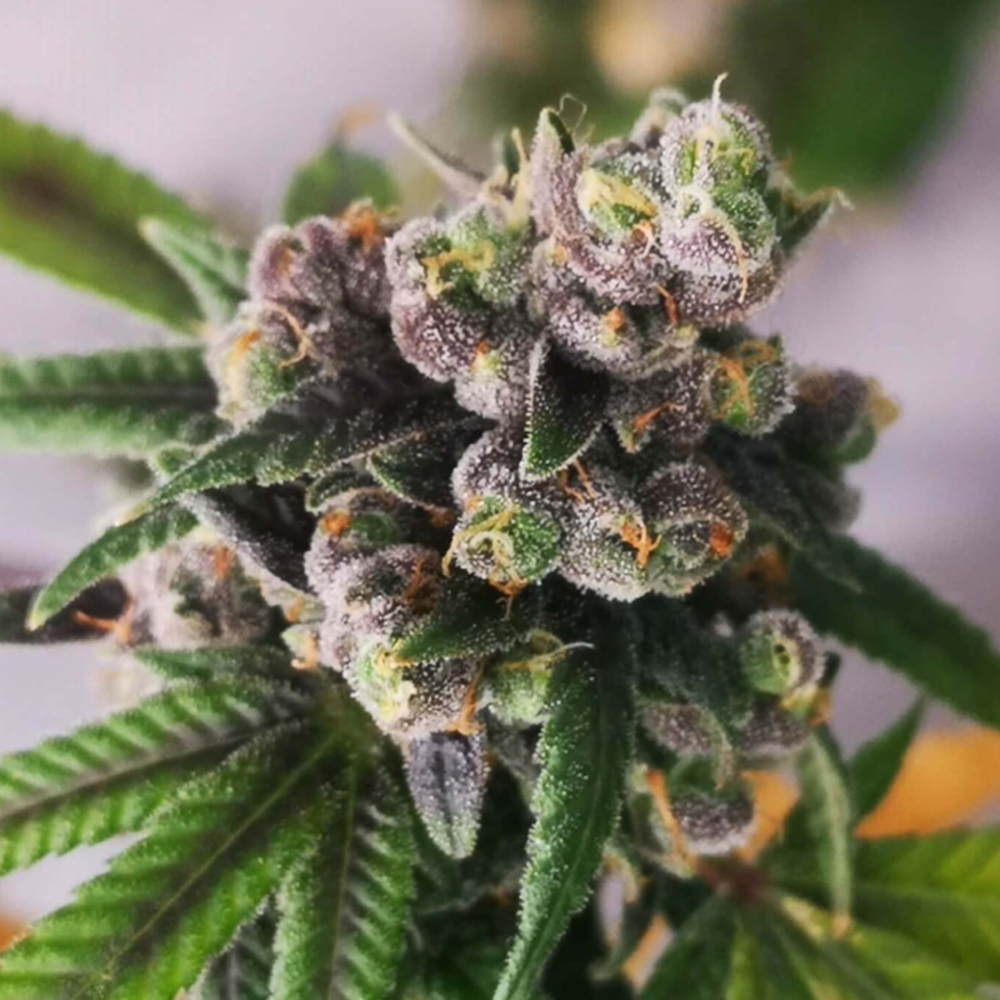 semillas feminizadas Auto Gorilla Punch de Philosopher para cultivo automático