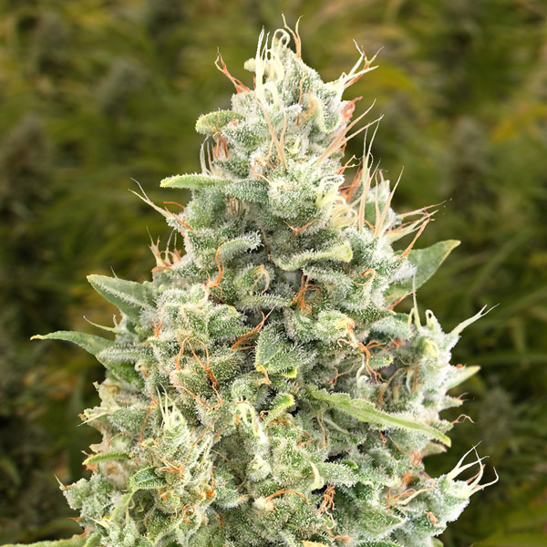 Auto-Gorilla-Zkittlez-1-ud-High-Speed-Buds