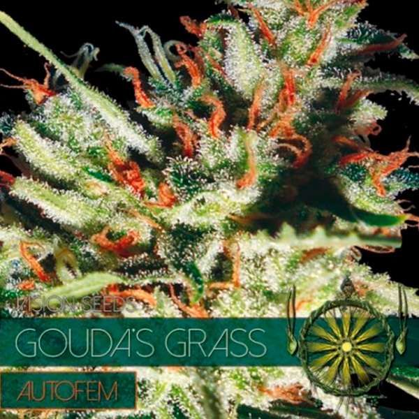 semilla autofloreciente Auto Gouda's Grass de Vision Seeds