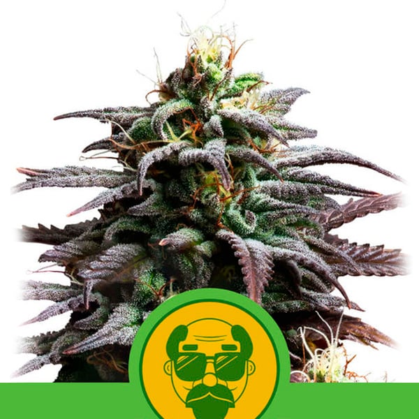 Planta Auto Granddaddy Purple autofloreciente de Royal Queen