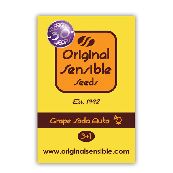 Semilla feminizada Auto Grape Soda para cultivo de cannabis
