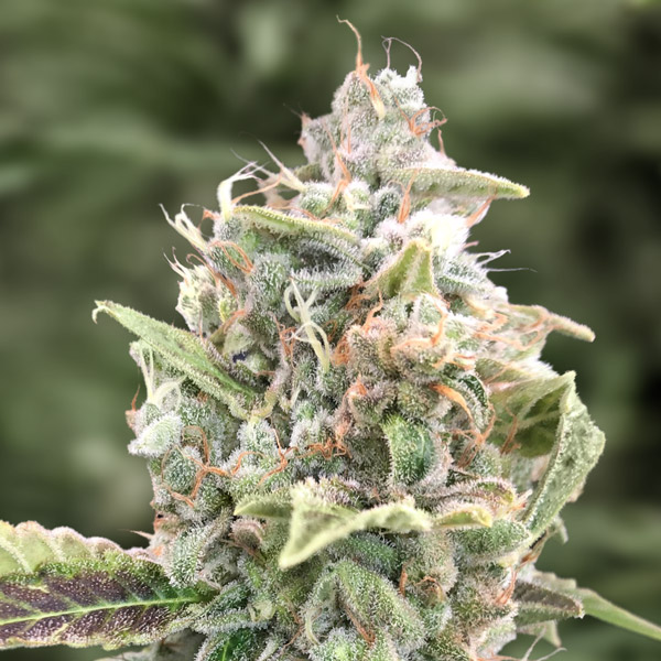 semillas autoflorecientes Auto Grateful Dead de High Speed Buds