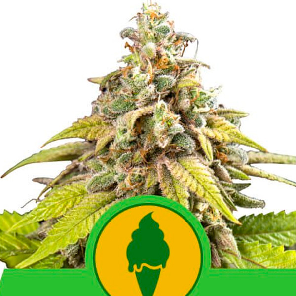 semilla autofloreciente feminizada Auto Green Gelato Royal Queen