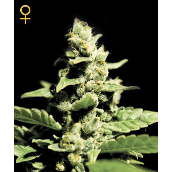 semillas feminizadas Auto Green-o-Matic de Green House para cultivo automático