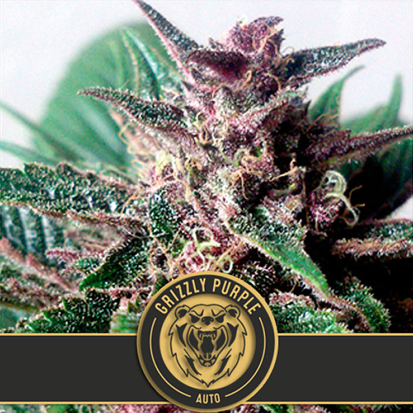 semillas autoflorecientes Auto Grizzly Purple Blimburn Seeds para cultivo