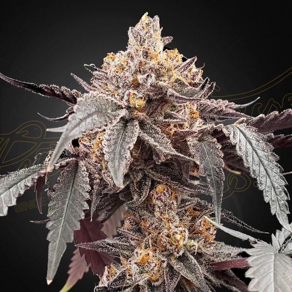 Semilla feminizada Auto-Guava x Auto-Gelato 41 de Green House para cultivo automático