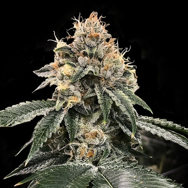 semilla autofloreciente feminizada Auto-HG23-5-u de DNA Genetics para cultivo