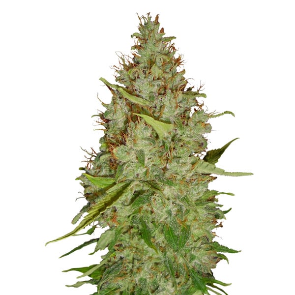 Ramo de cogollos feminizados Auto-Harlequin con alto contenido en CBD