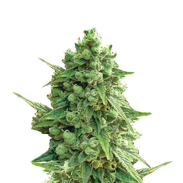 Semillas feminizadas Auto Hawaii Maui Waui de Nirvana para cultivo automático