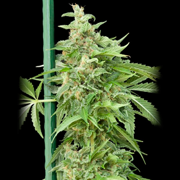 planta Auto Haze Gom 1 unidad feminizada Grassomatic