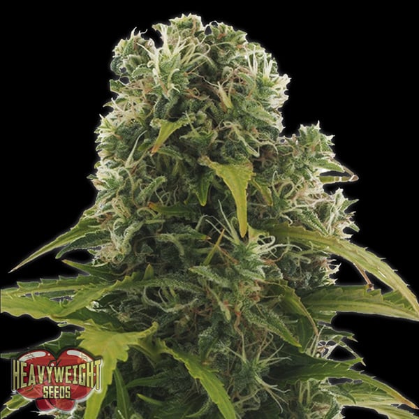 Semillas feminizadas Auto High Density de Heavyweight Seeds para cultivo automático